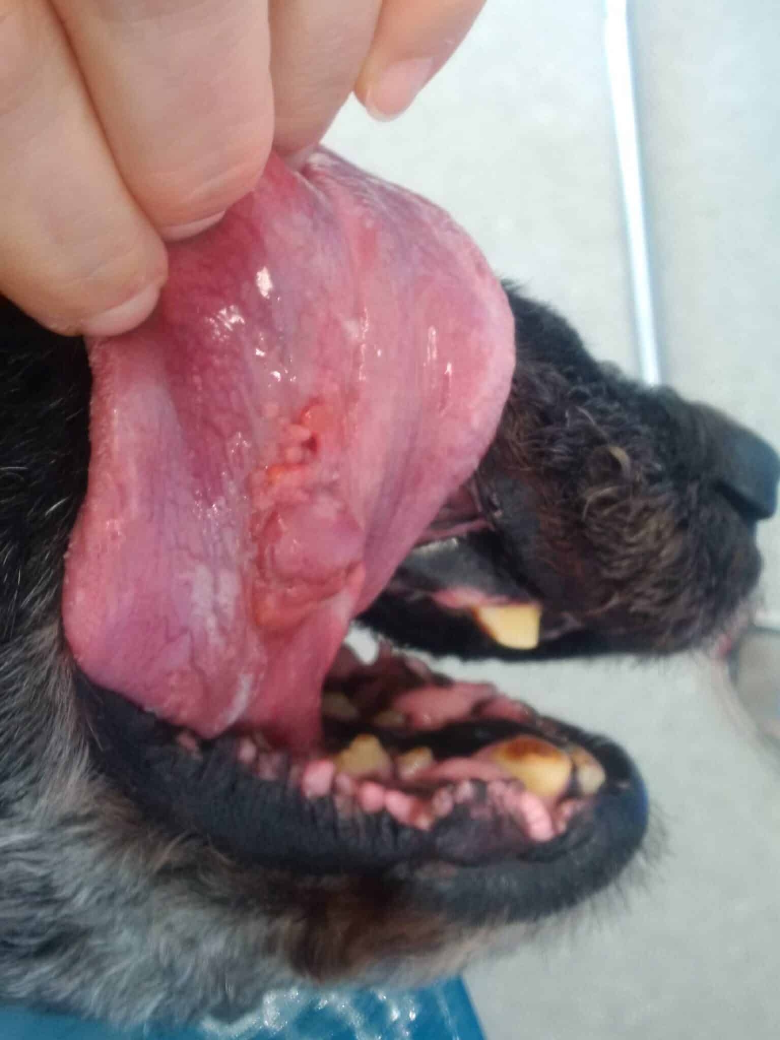 dog tongue color white