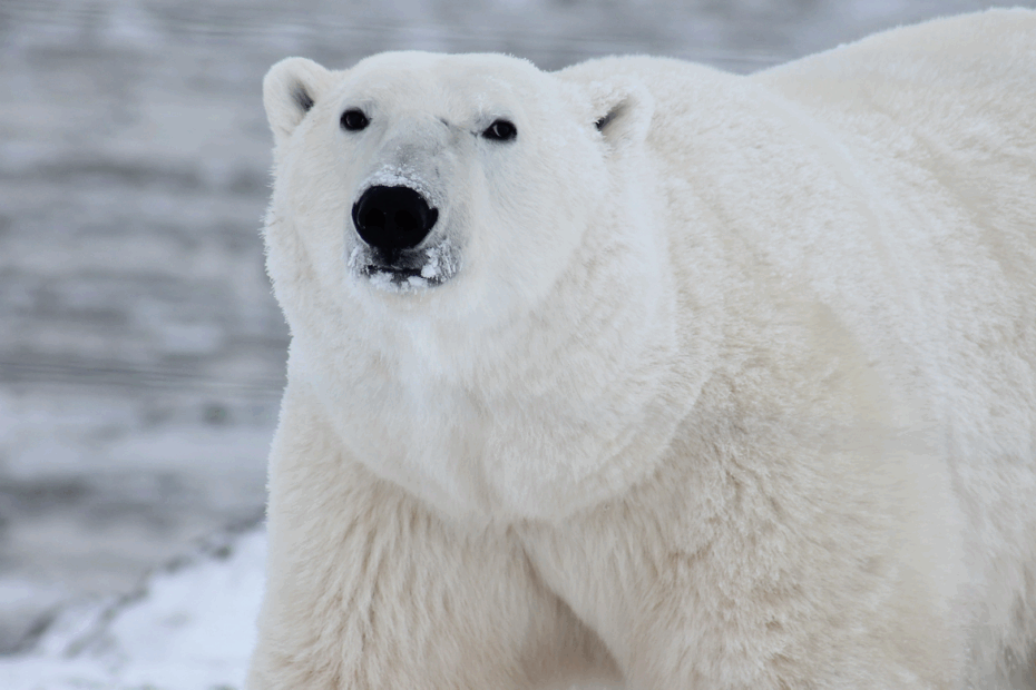 Polar Bear Fact Sheet Blog Nature PBS