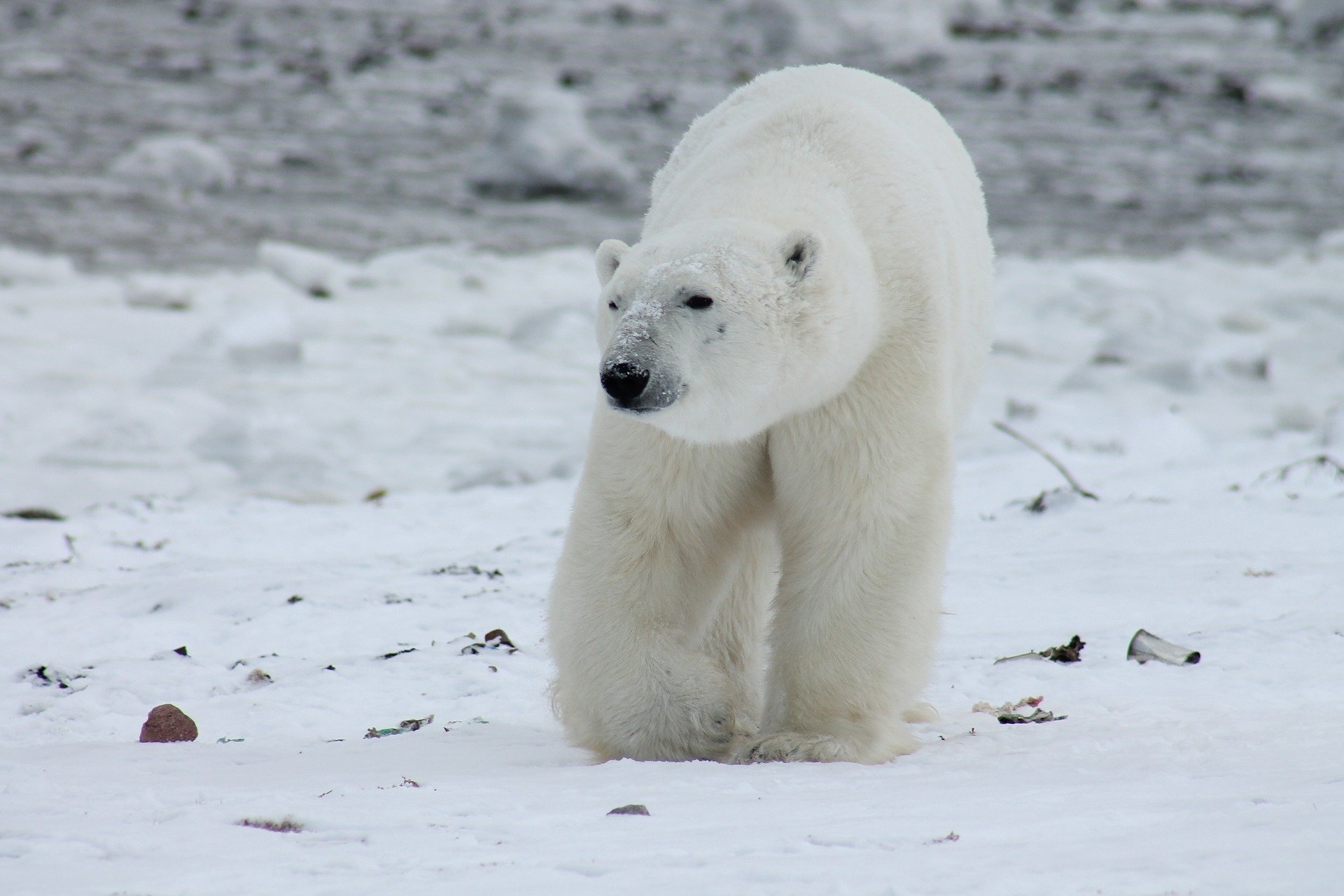 Polar Bears Have Black Skin Under Their White Fur Science By Zeba Academy
