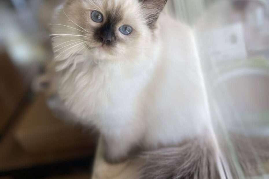 Ragdoll Cat Colors Explaining The Breeder Jargon