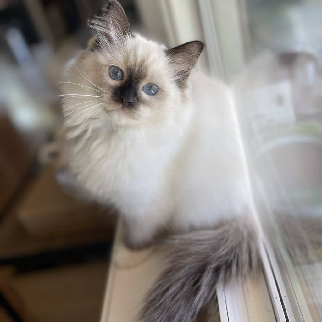 Ragdoll Cat Colors Explaining The Breeder Jargon 