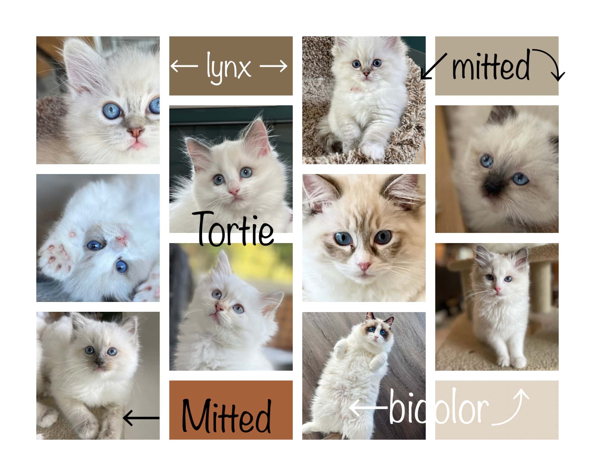 Ragdoll Cat Colors Explaining The Breeder Jargon 