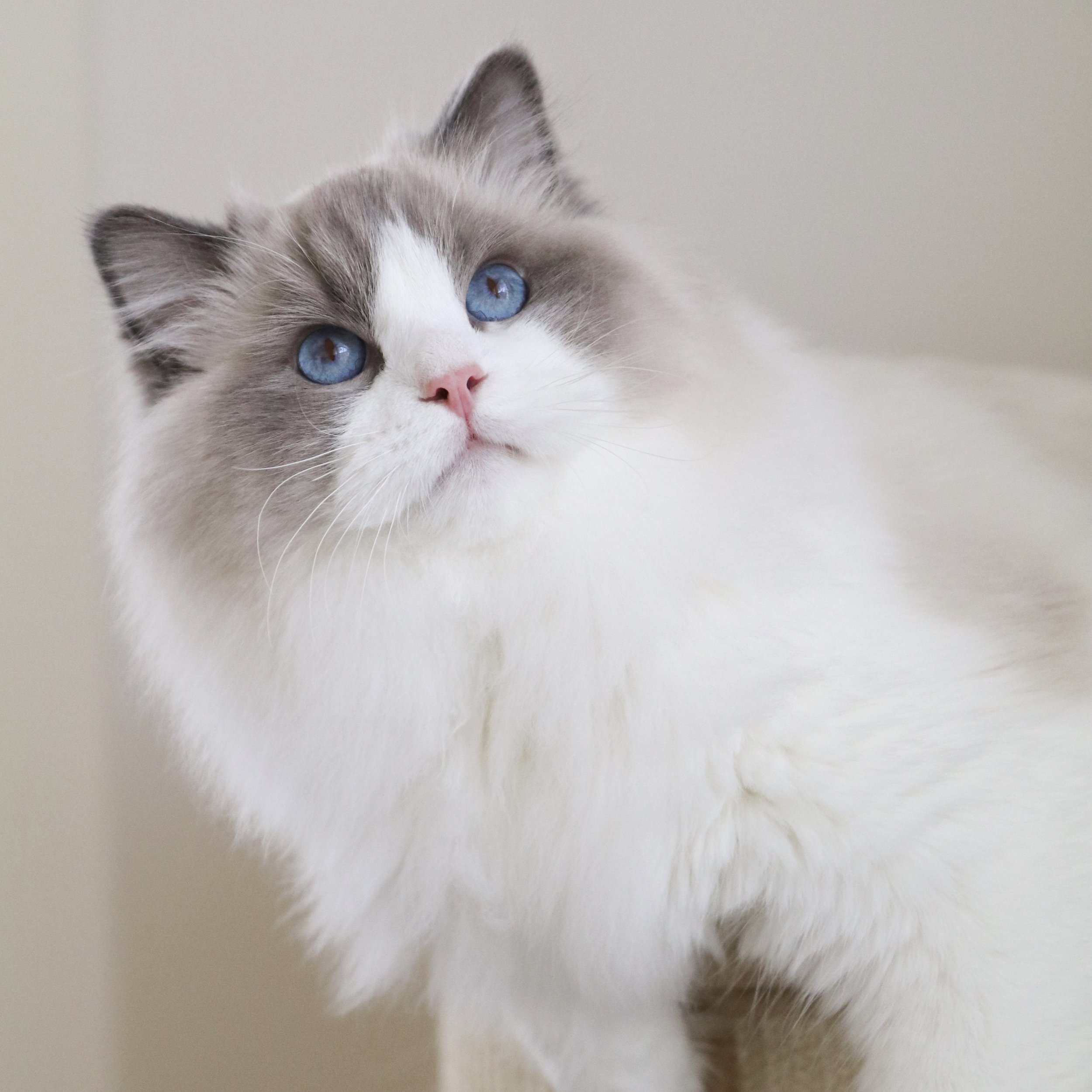 Ragdoll Colors And Patterns Ragdoll Kittens For Sale Ragdoll Breeder