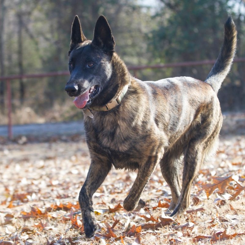 Rare Belgian Malinois Colors The Unique Shades To Know About