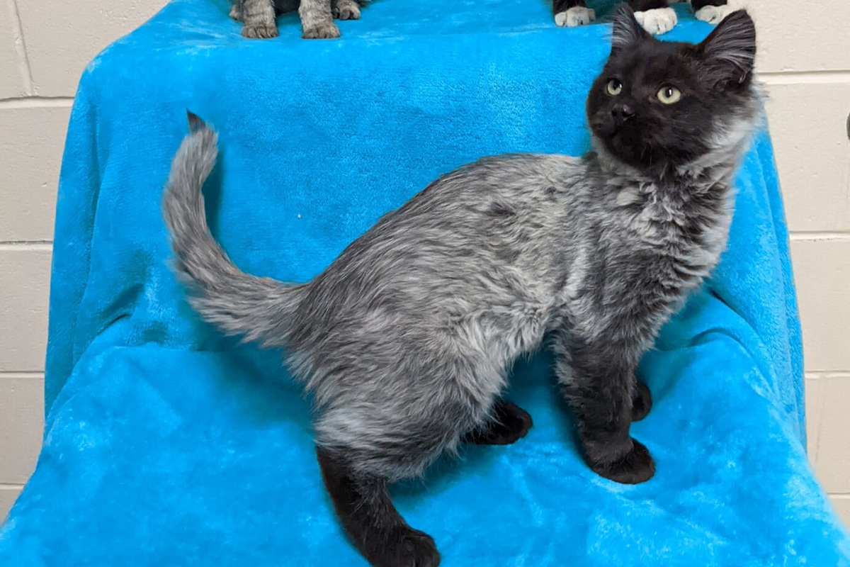 Rare Cat Coat Color 
