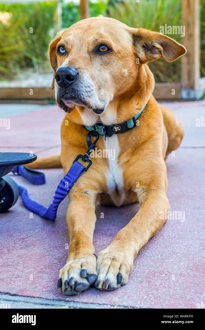 Rare Dog With Two Different Eyes Colors Stock Photo Alamy