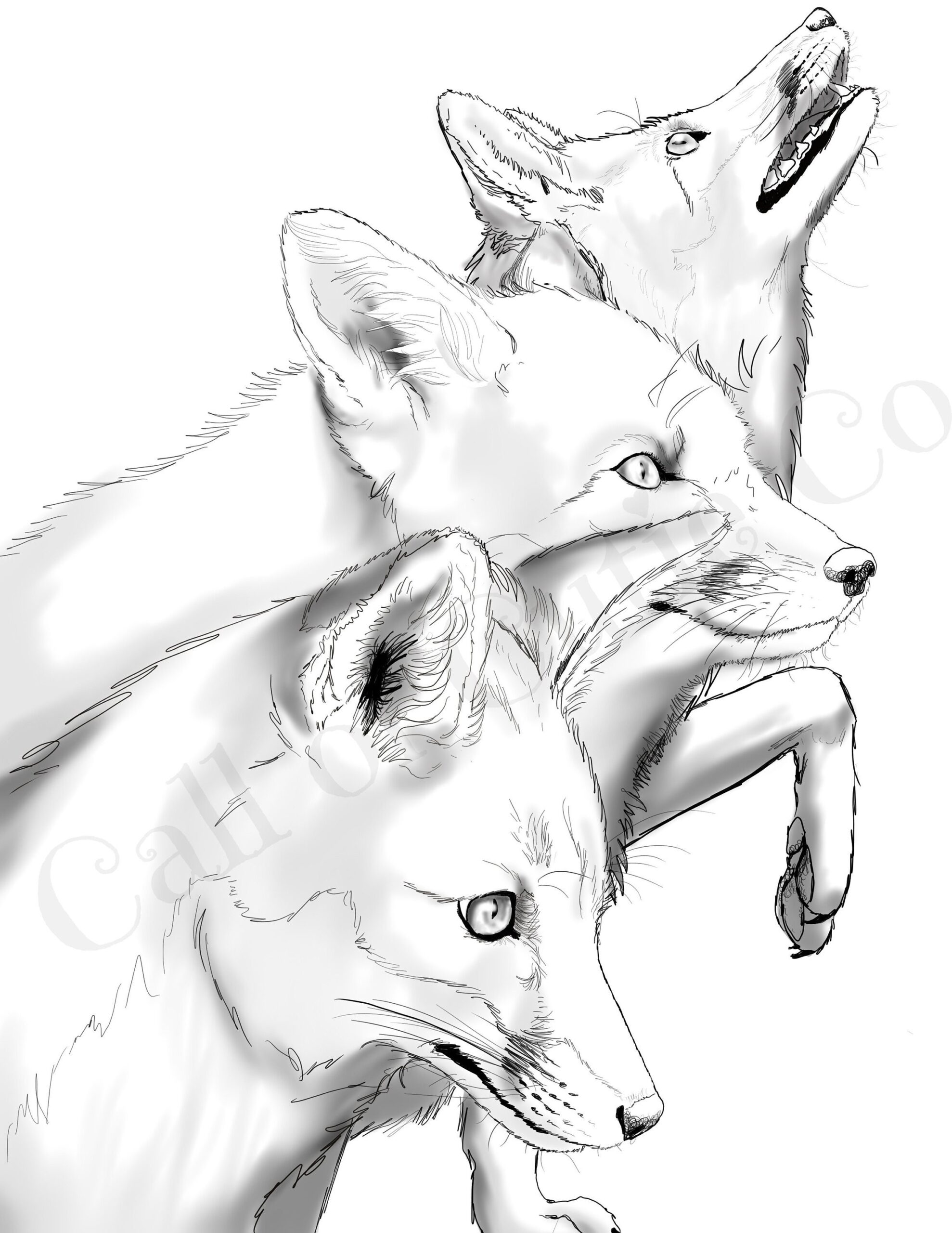 Red Fox Color Page fox Color Sheets realistic Animal Color Pages 