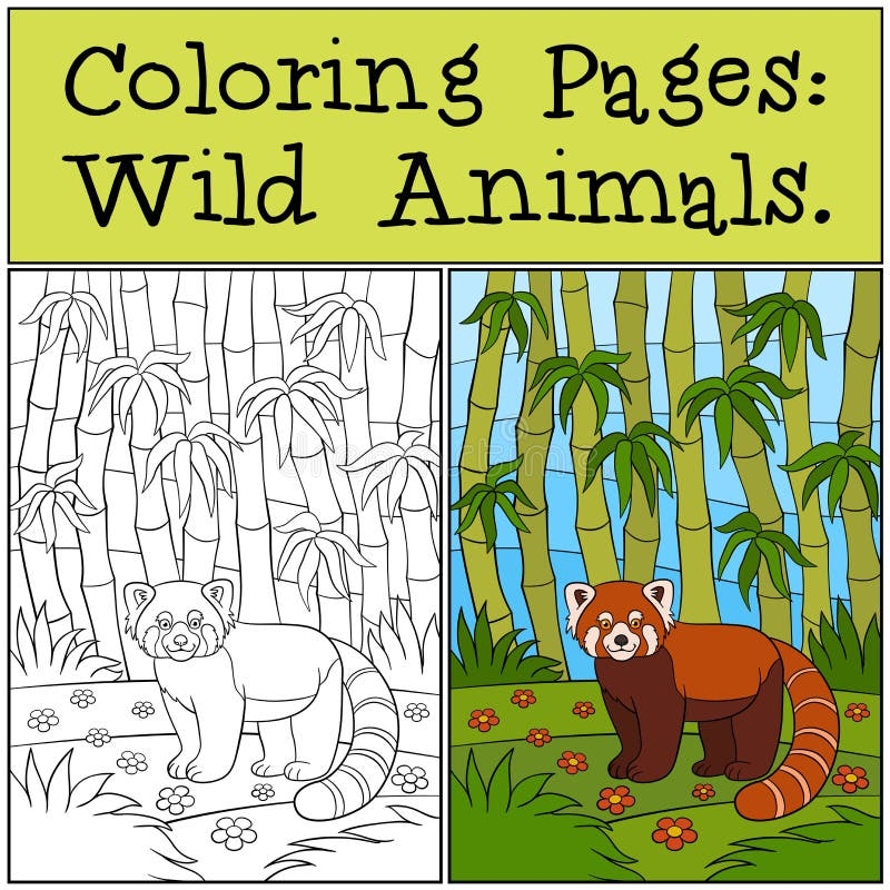 Red Panda Coloring Page Stock Illustrations 225 Red Panda Coloring Page Stock Illustrations Vectors U0026 Clipart Dreamstime