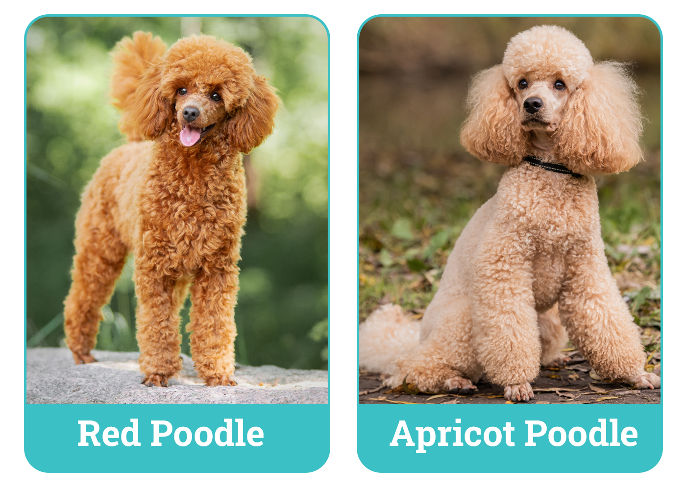 Red Vs Apricot Poodle The Differences Explained With Pictures 