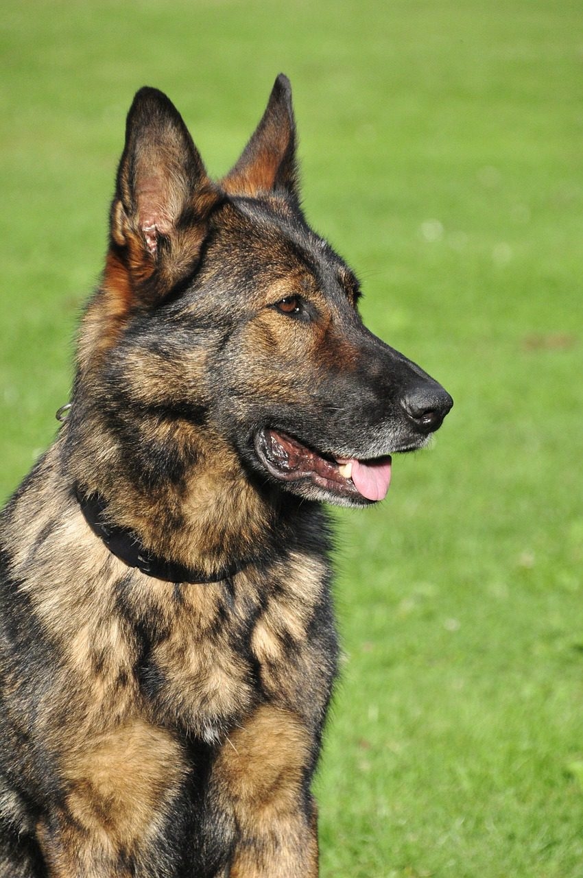 sable color in dogs