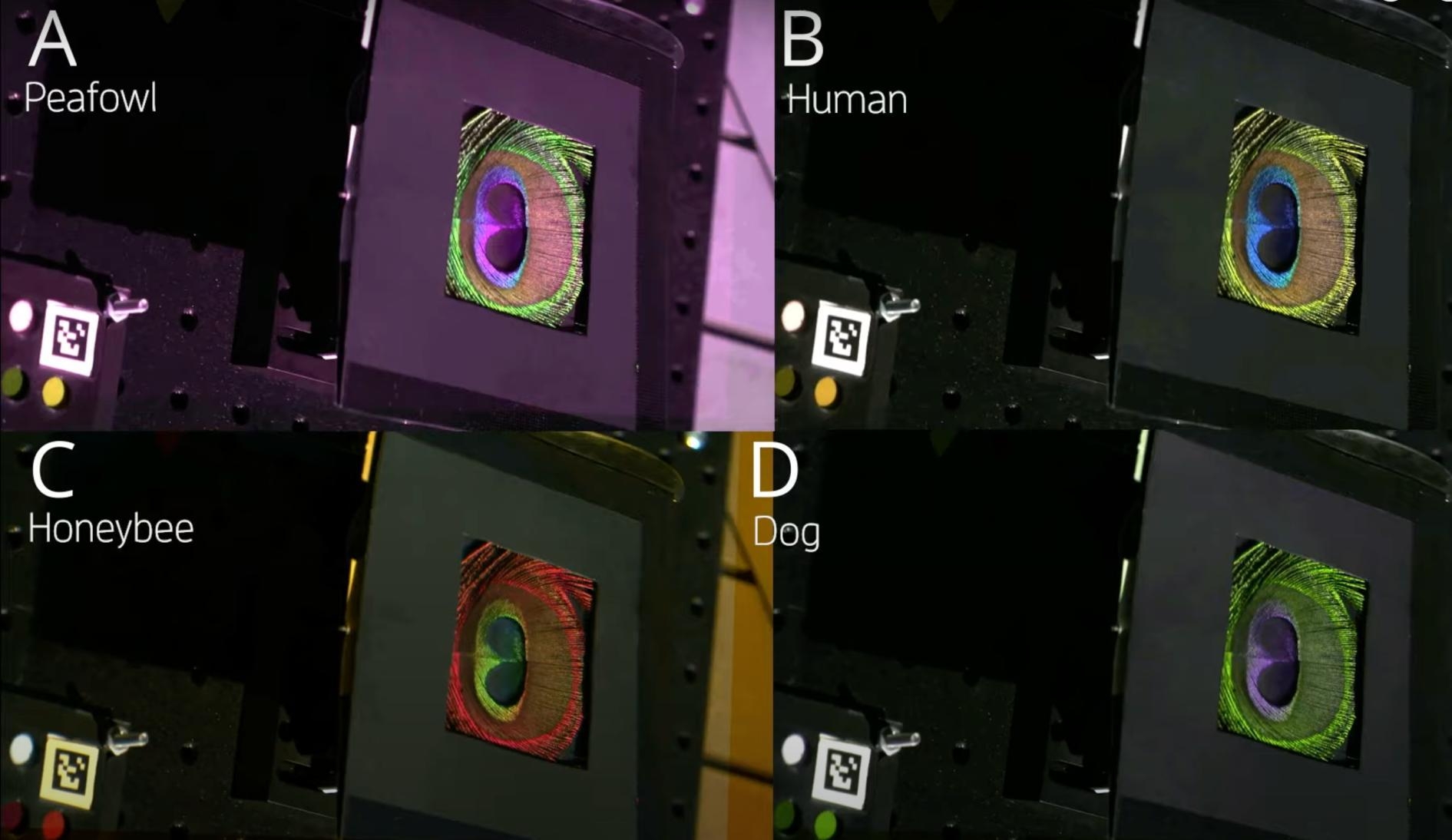 Scientists Develop Camera To Record How Animals See Color