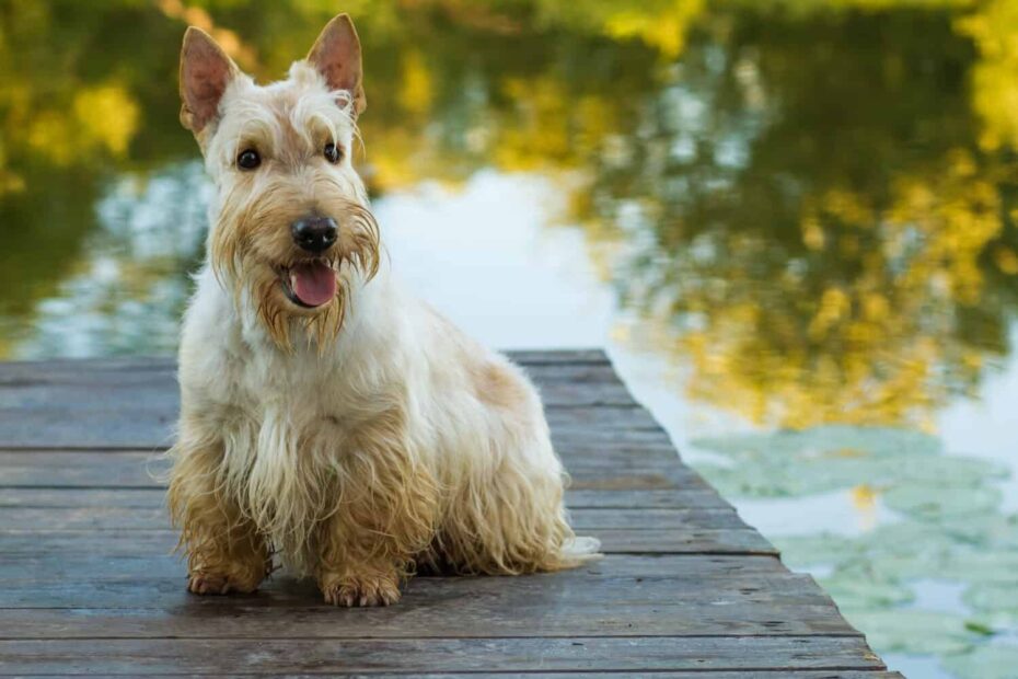 Scottish Terrier Colors Rarest To Most Common A Z Animals