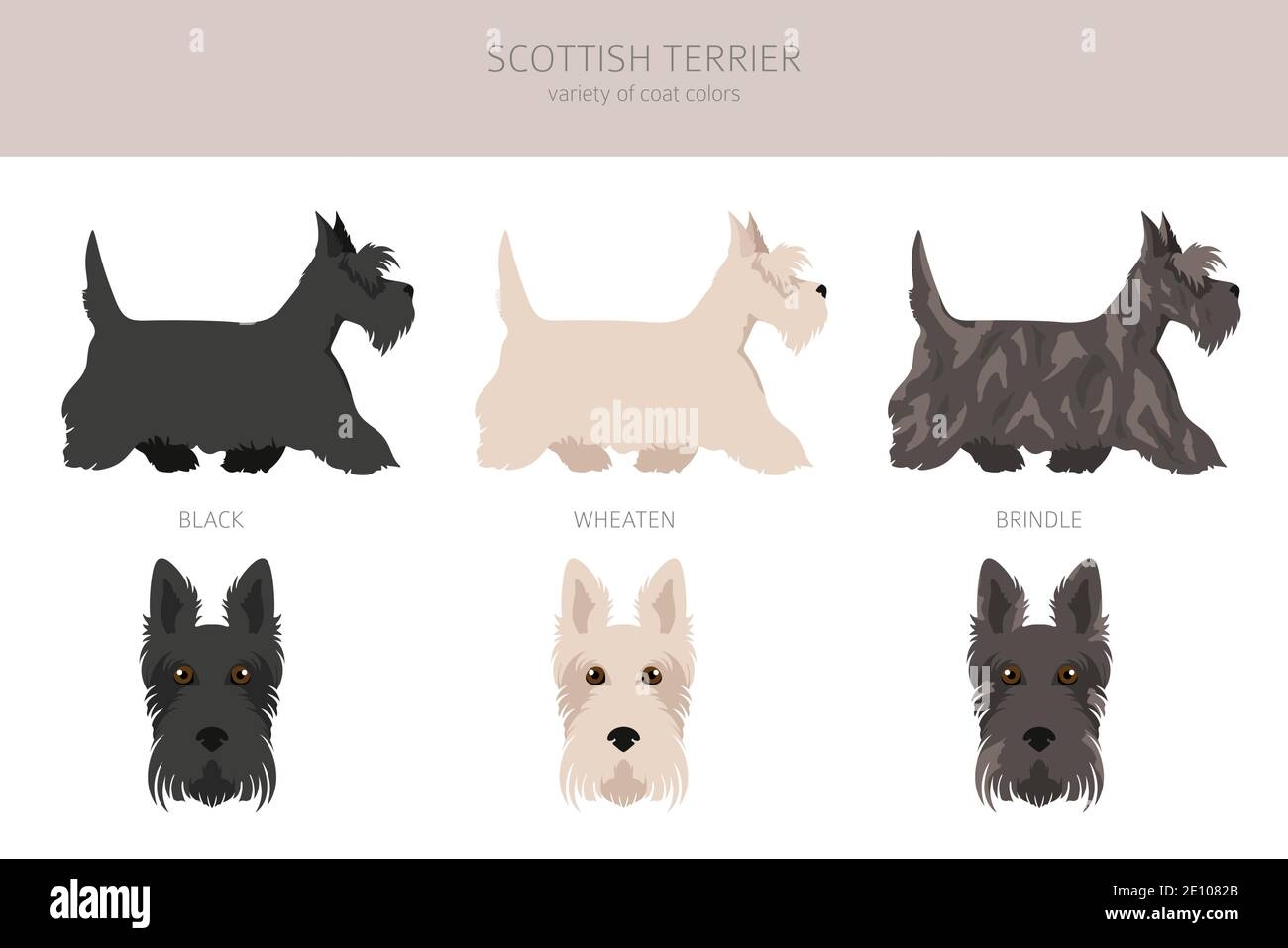 Scottish Terrier Dogs In Different Poses And Coat Colors Adult And Puppy Scottie Set Vector Illustration Stock Vector Image U0026 Art Alamy