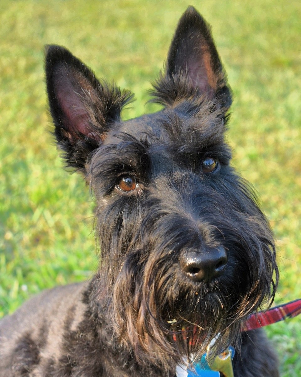 Scottish Terrier Wikipedia