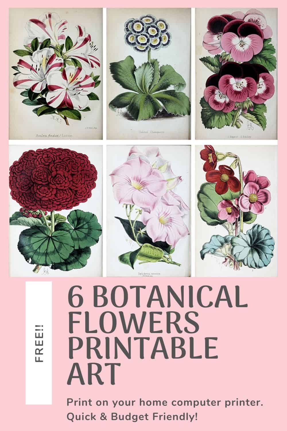 Set Of 6 Free Printable Botanical Flowers Art Prints Harbour 