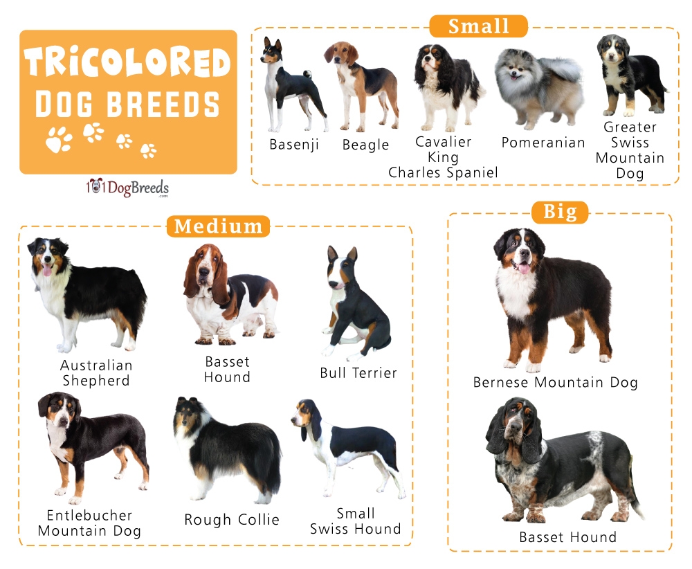 Small Tricolor Dog Breeds Clearance