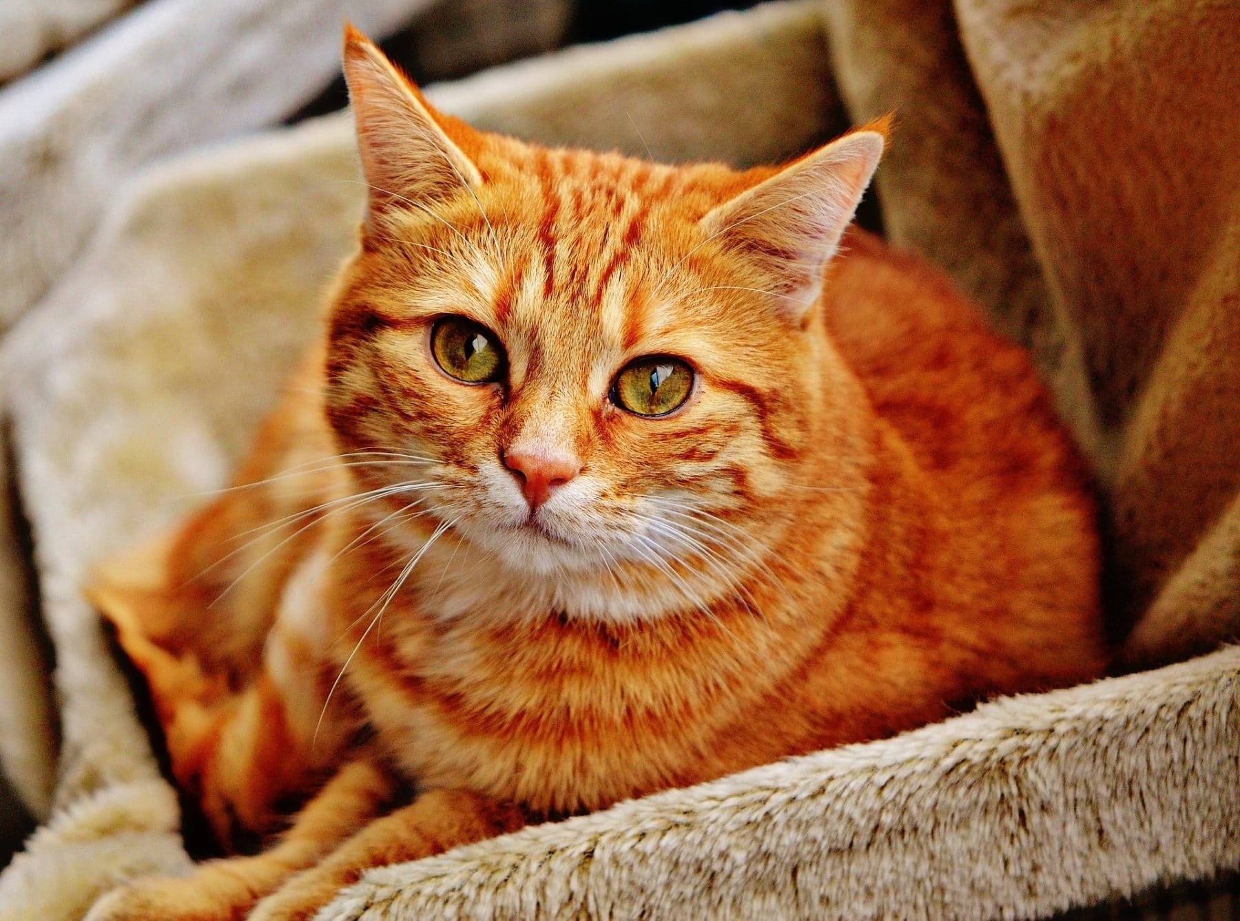 Tabby Cat Names 200 Name Ideas That Are Truly Terrific