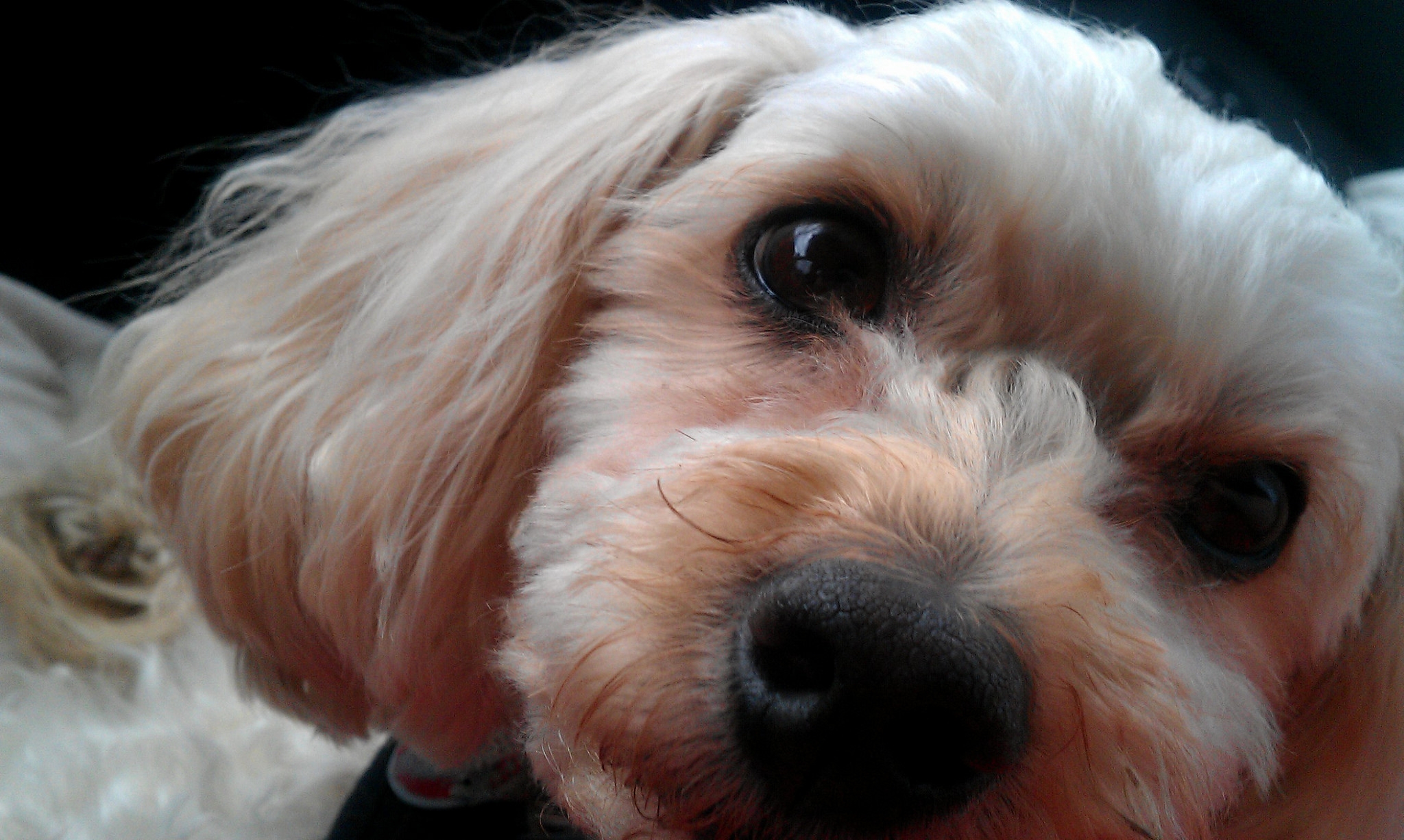 dog fur turning rust color treatment