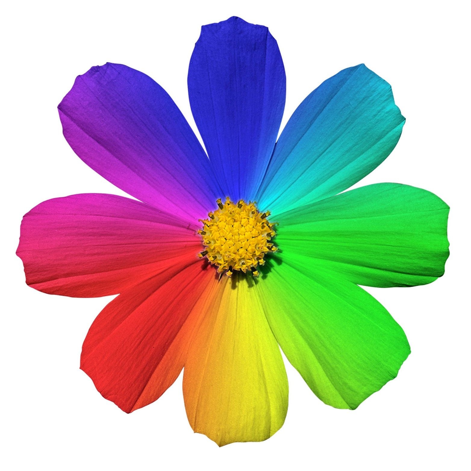 The Meaning Of Flower Colors Learn What Flower Colors Symbolize 