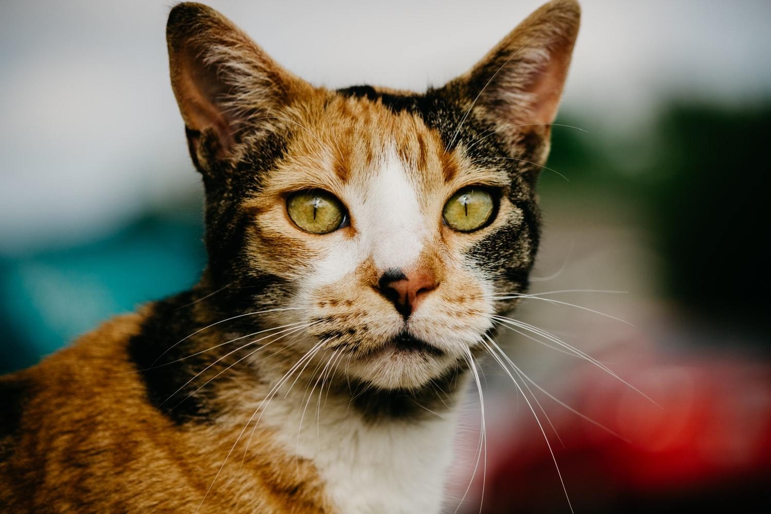 eye color cats