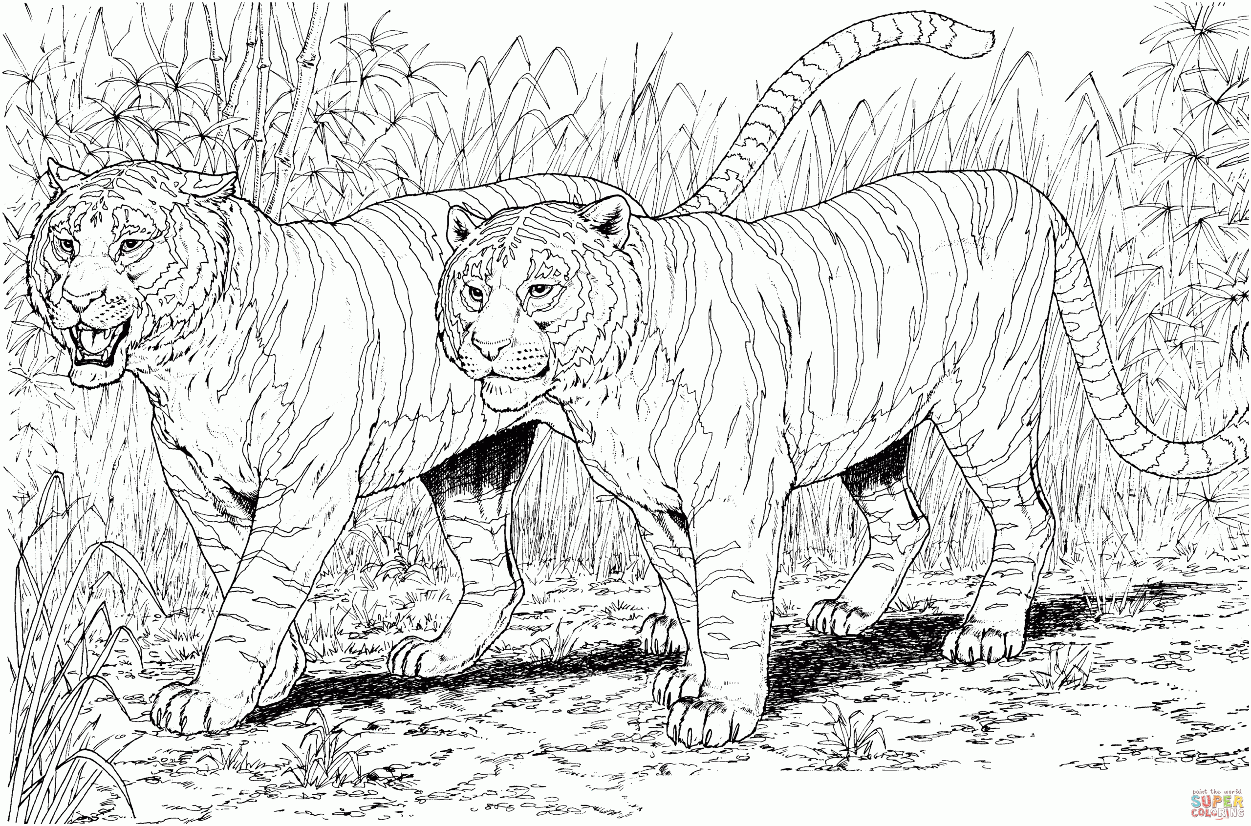 Tiger Free Coloring Pages Online Print 