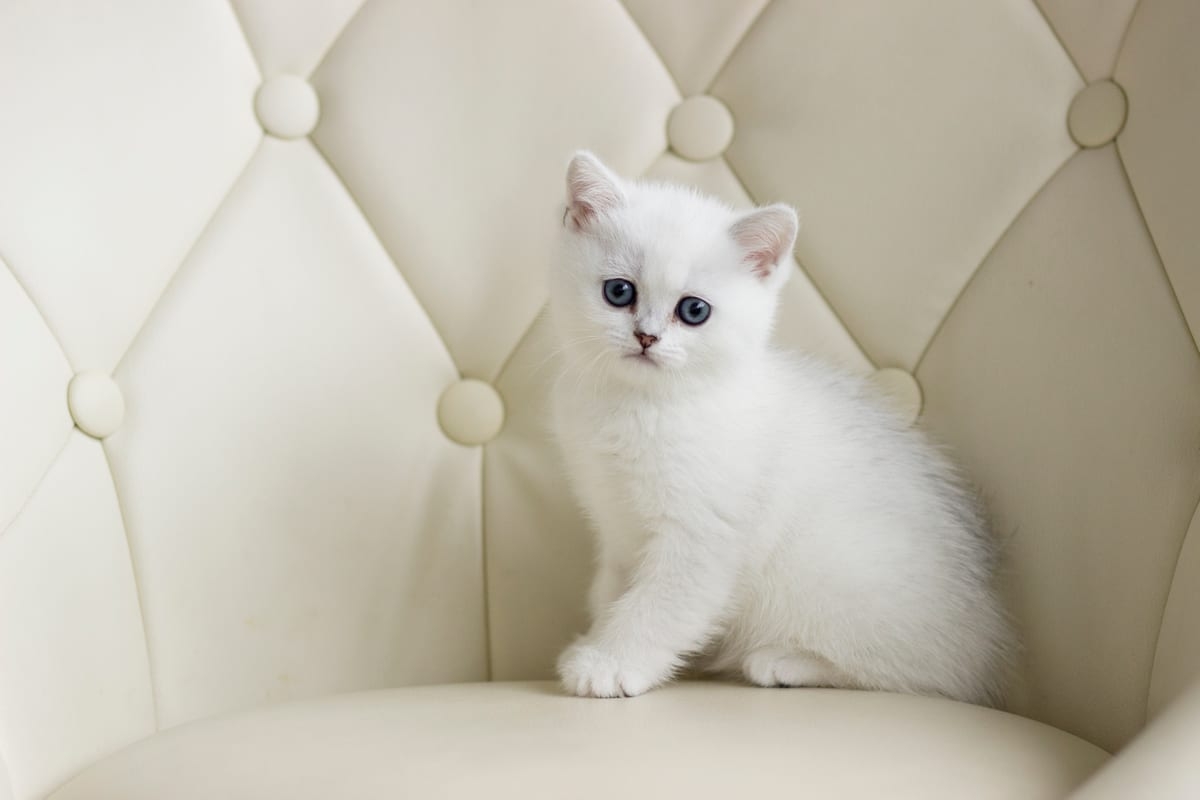 Tiny White Kitten With Different Colored Eyes Is The Cutest Christmas Surprise Parade Pets
