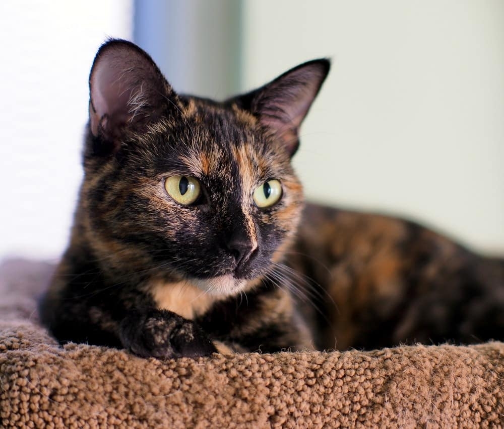 Tortitude The Unique Tortoiseshell Cat Personality Catster