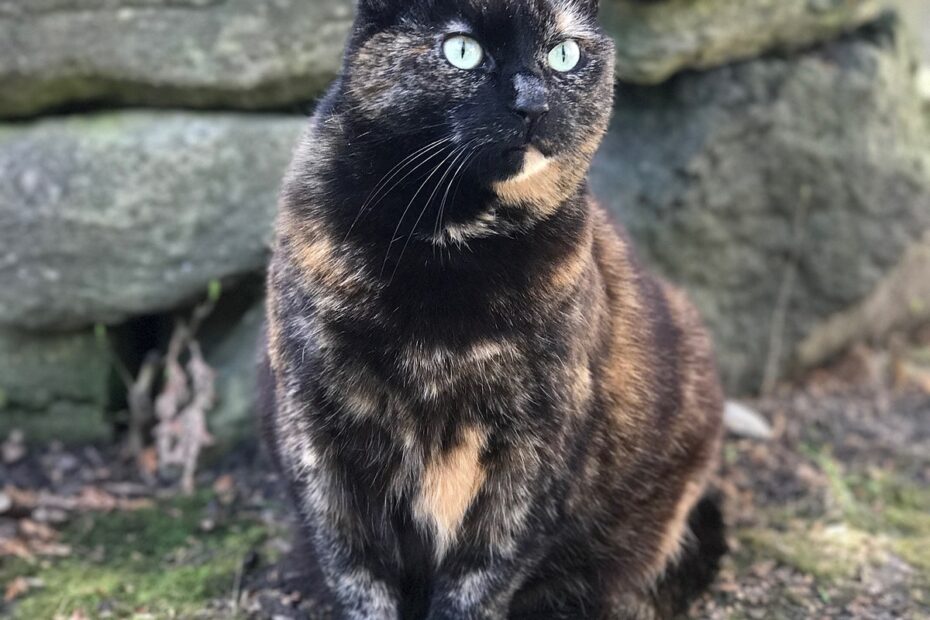 Tortoiseshell Cat Wikipedia