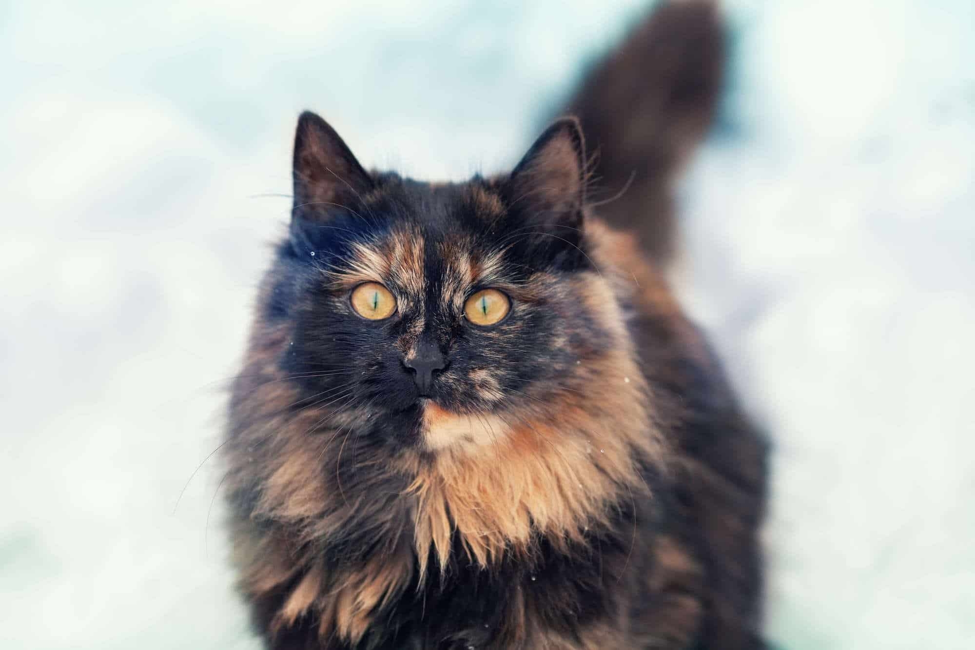 Tortoiseshell Cats Personality Appearance History U0026 More Natural Pet Food