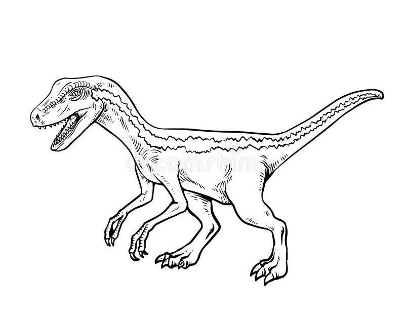 Velociraptor Coloring Page For Kids Stock Vector Illustration Of Prehistoric Dinosaur 242441689