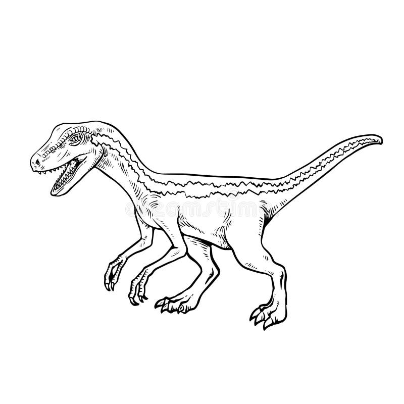 Velociraptor Coloring Page For Kids Stock Vector Illustration Of Prehistoric Dinosaur 242441689