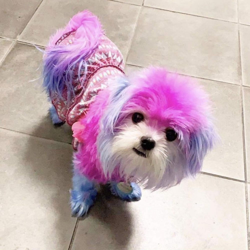 dog color hair