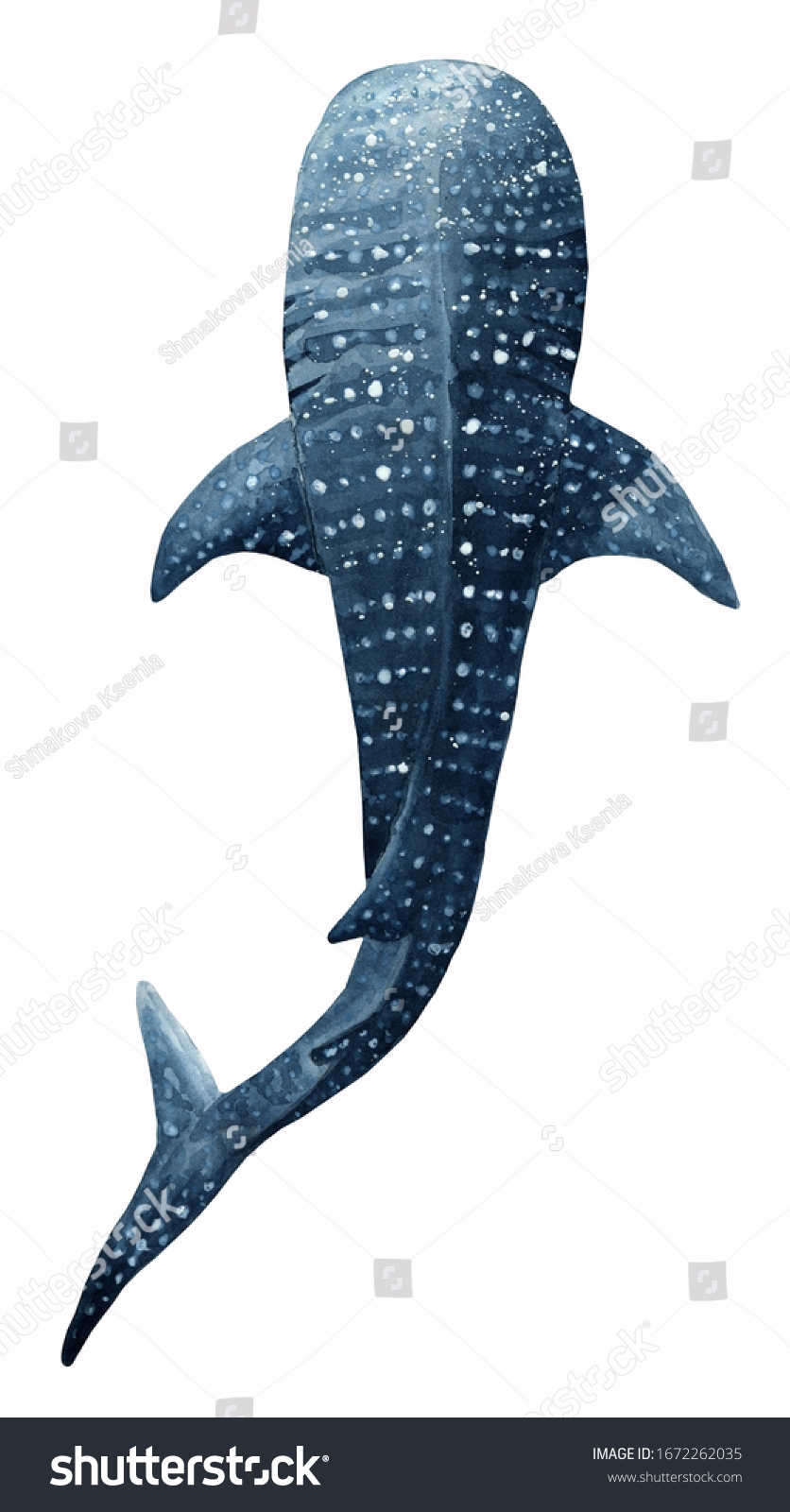 Whale Shark Watercolor Hand Drawn Illustration Stock Illustration 1672262035 Shutterstock