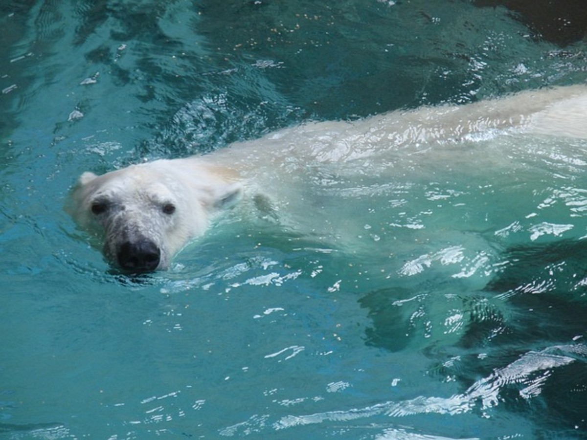 color is a polar bear's skin