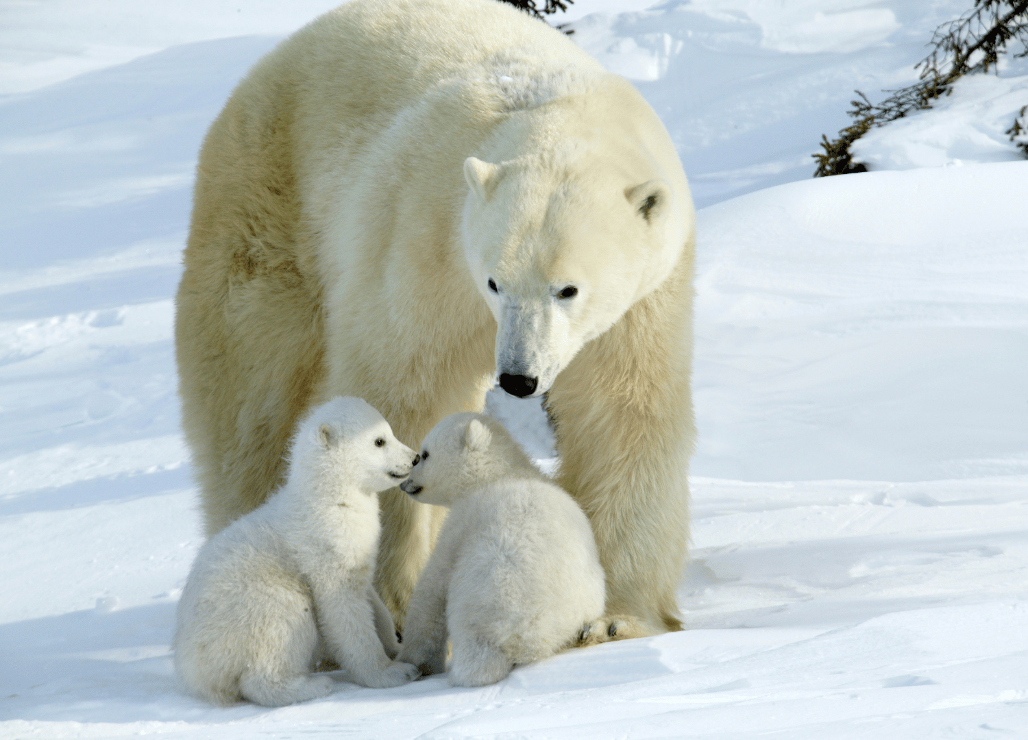 What Color Is Polar Bear s Skin Main Characteristics