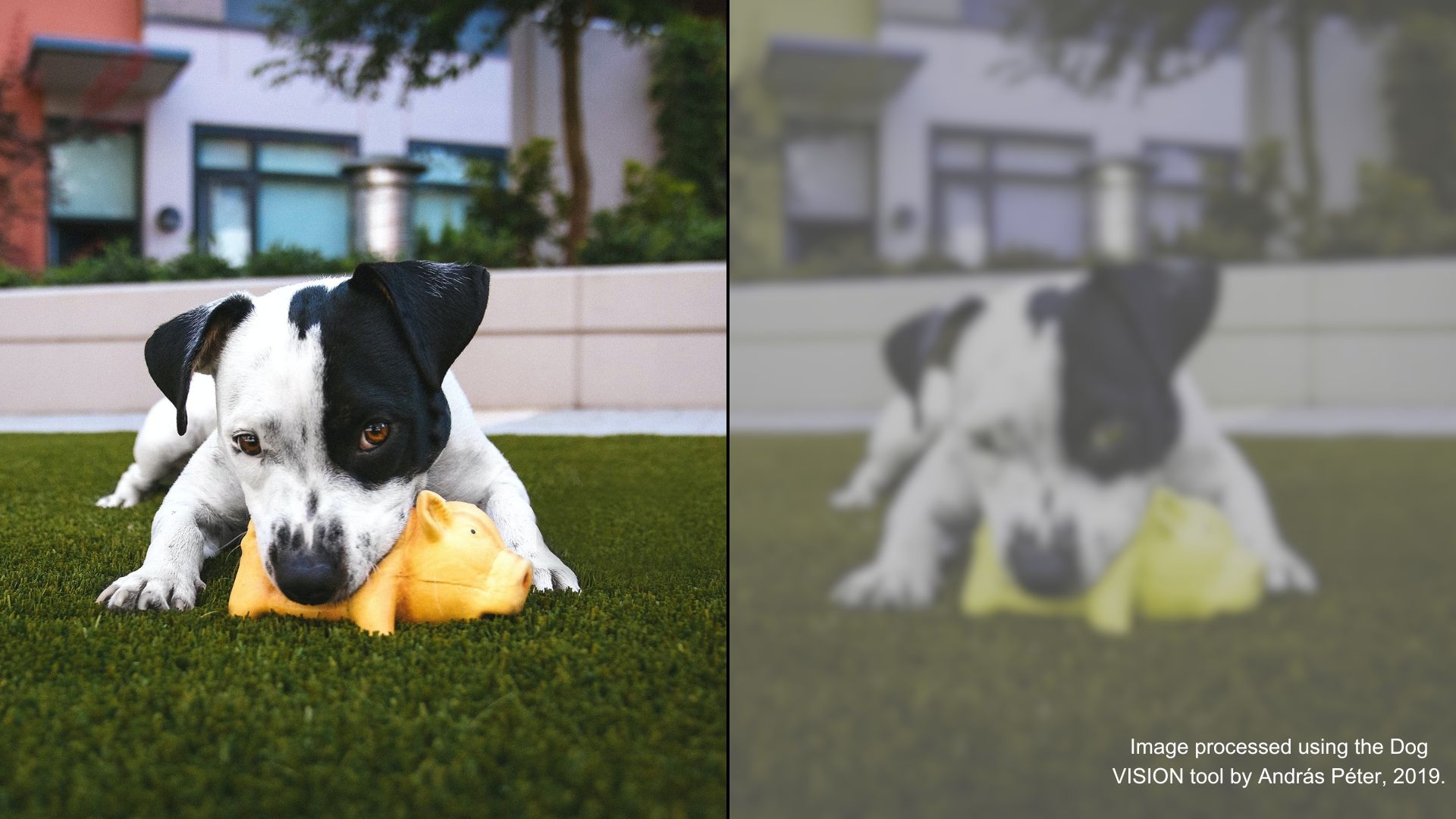 color dog vision