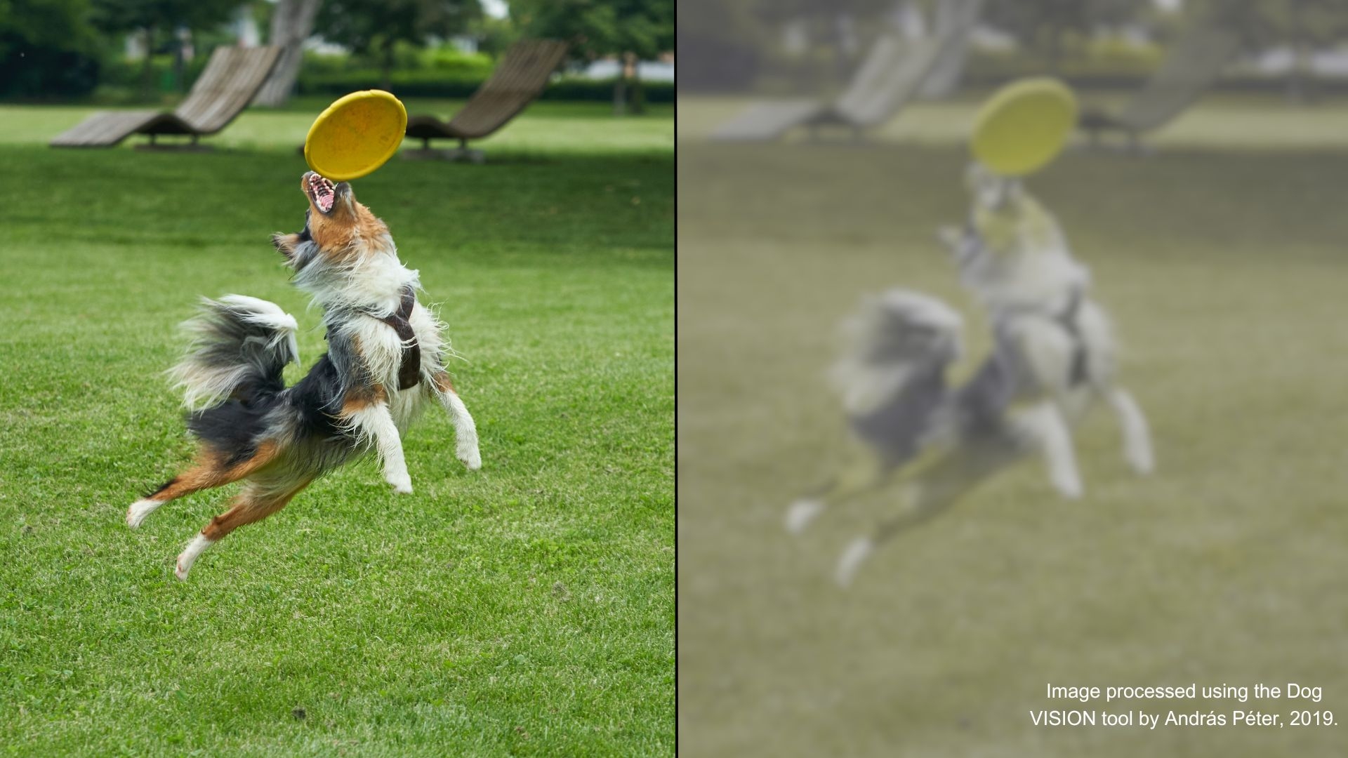 dog colors see