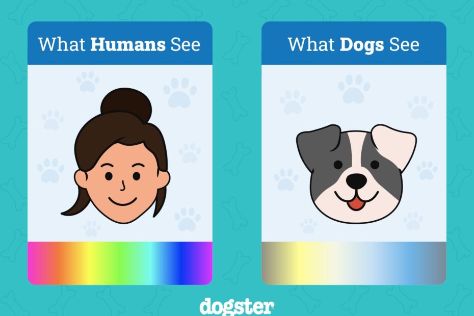 What Colors Can Dogs See Can Dogs See Color