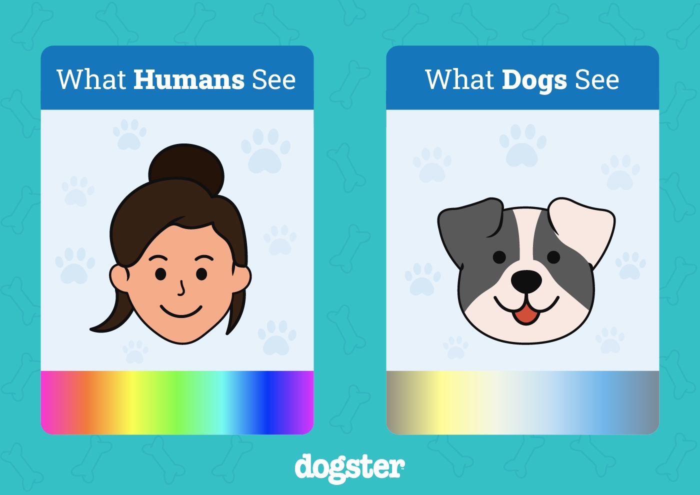 What Colors Can Dogs See Can Dogs See Color