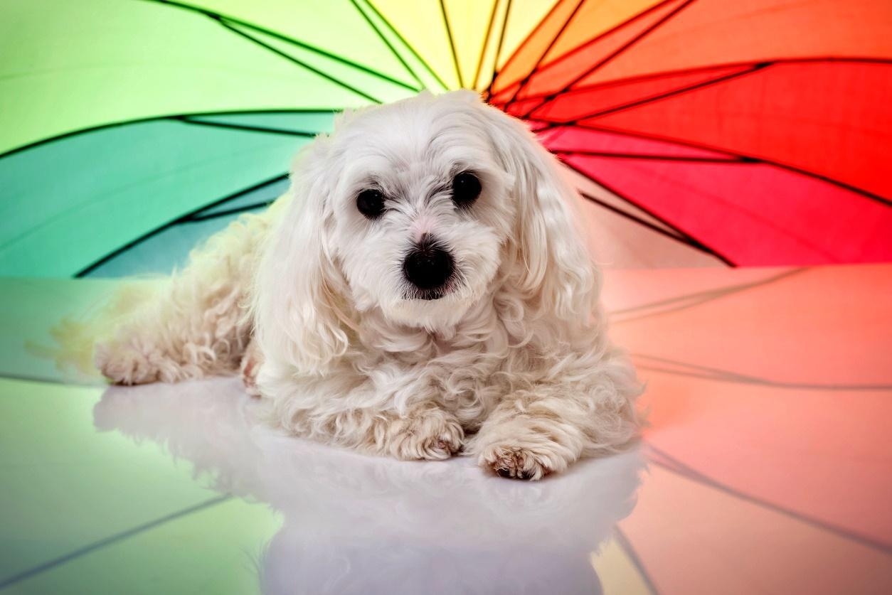 how many colors can a dog see
