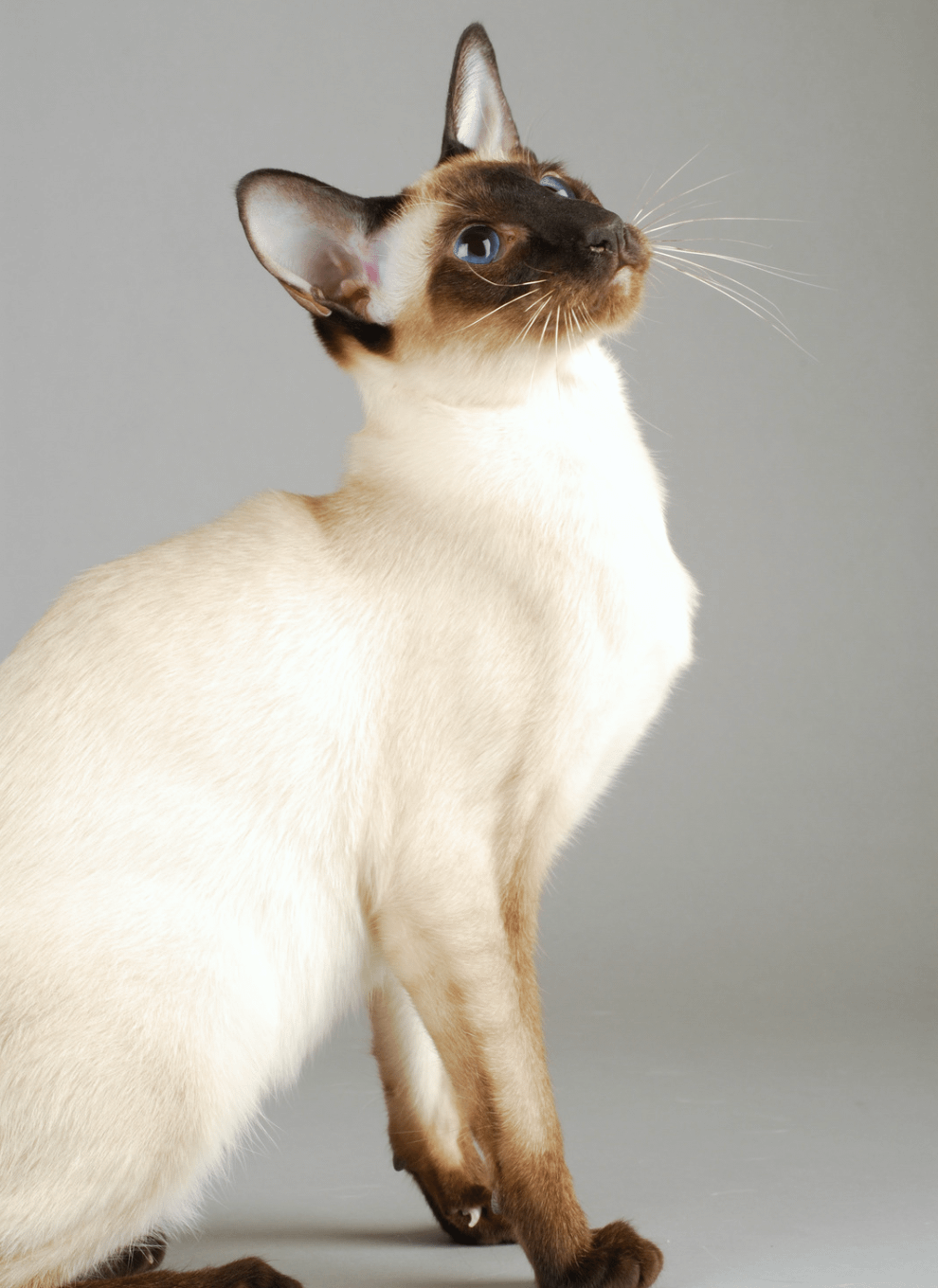 What Colors Can Siamese Cats Be Litter Robot