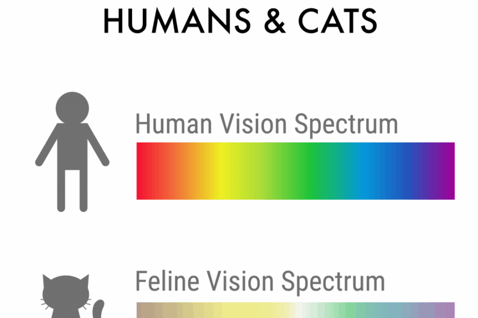 What Colors Do Cats Like Or Are They In Fact Color Blind Color Meanings