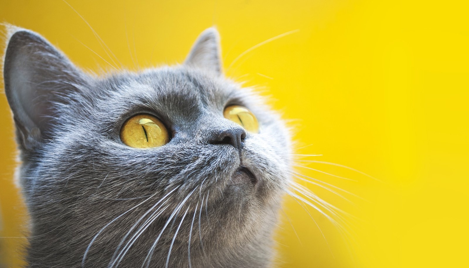 What Colors Do Cats Like Or Are They In Fact Color Blind Color Meanings