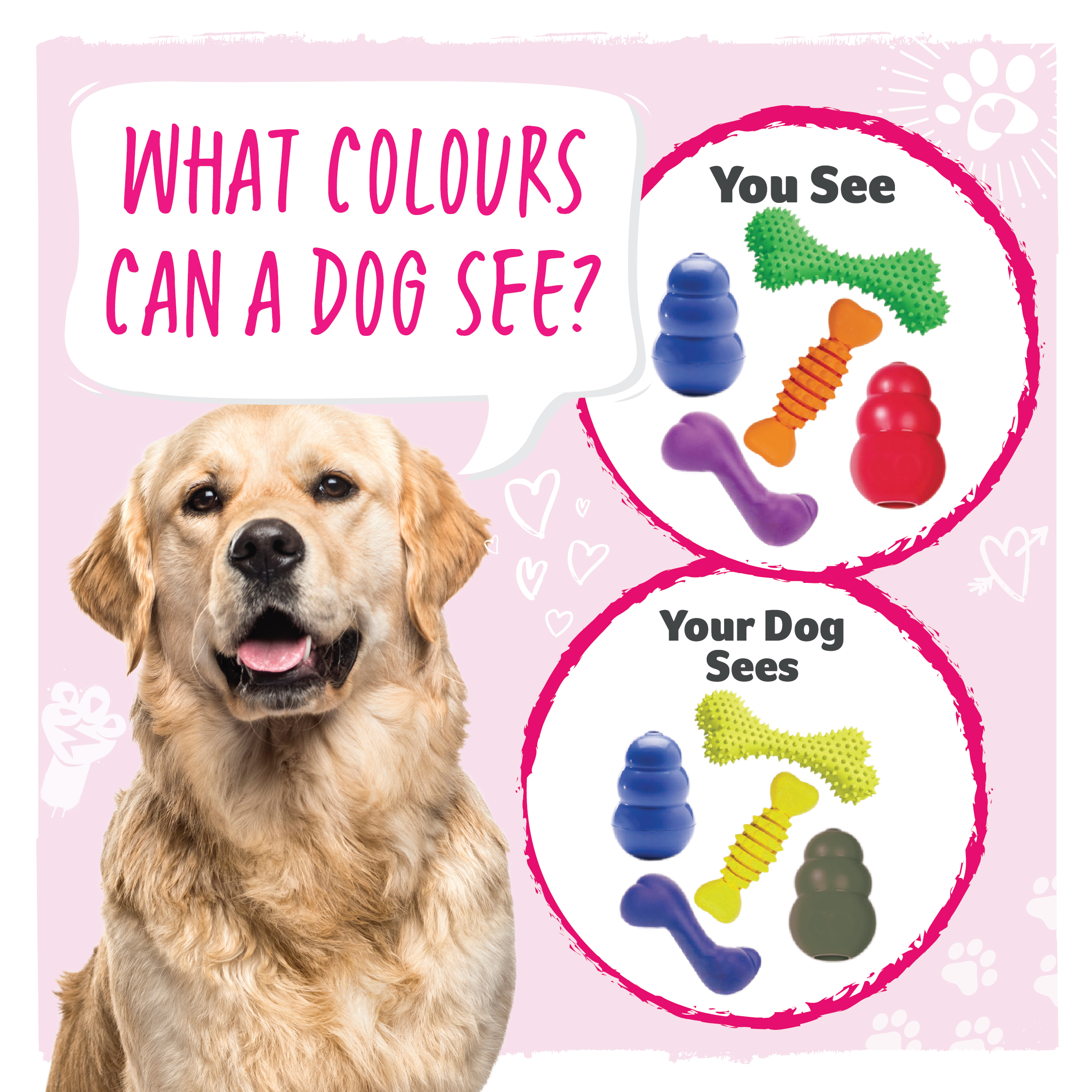 how many colors do dogs see