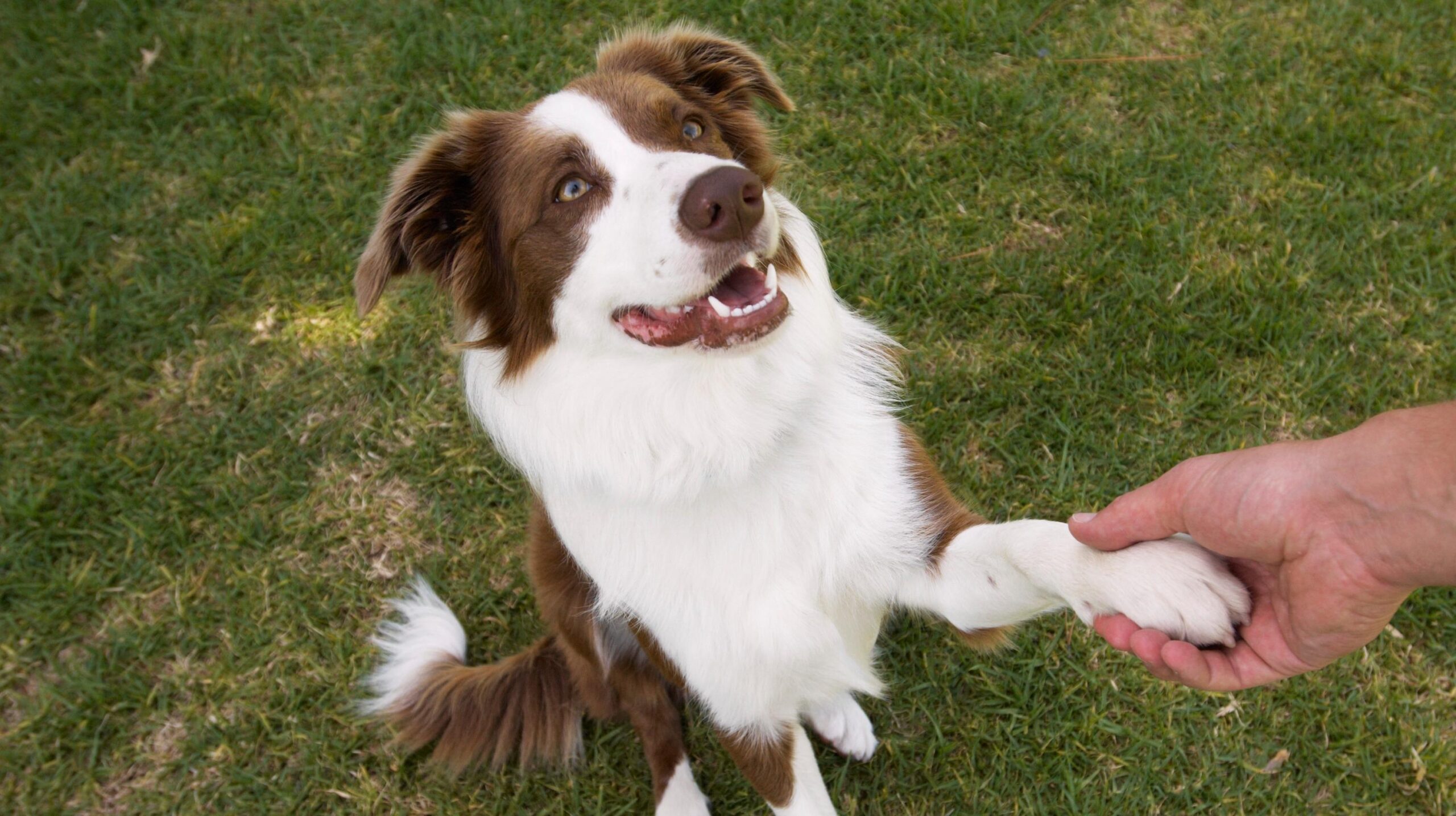 What Is A Dog s Favorite Color They See Colors Differently Than We Do