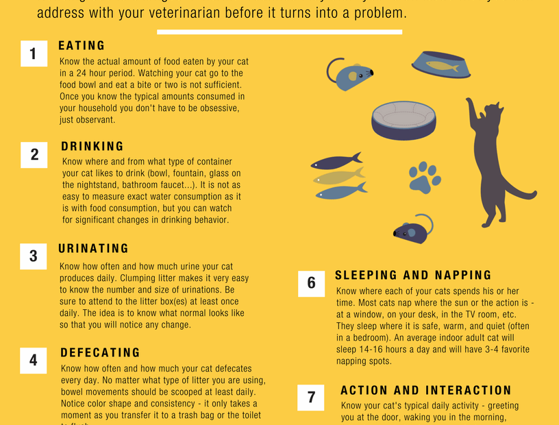 What Is Normal For Your Cat Cat Friendly Homes