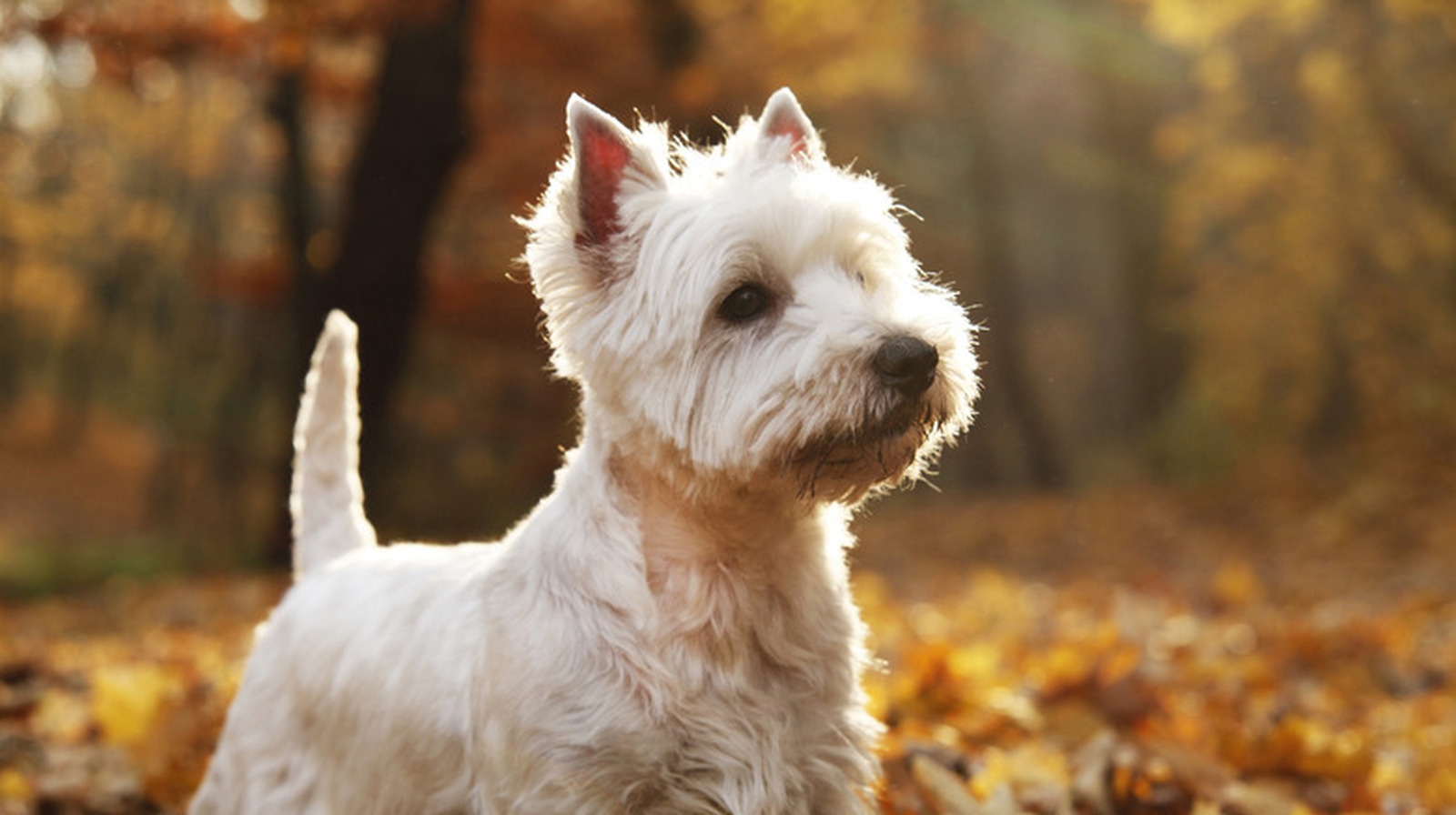 scottie dog colors