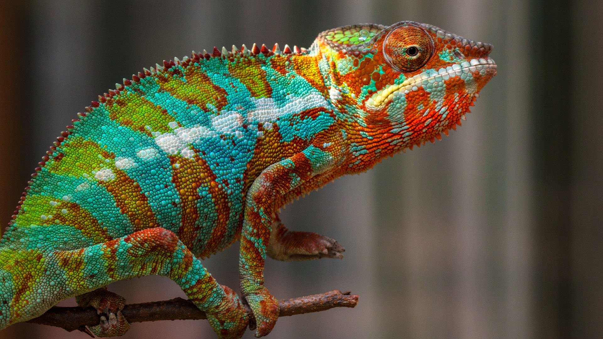 What Is The Most Colorful Animal On Earth Live Science