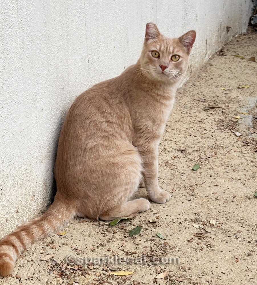 What s The Peach Kitty Grateful For Summer s Fabulous Cat Life