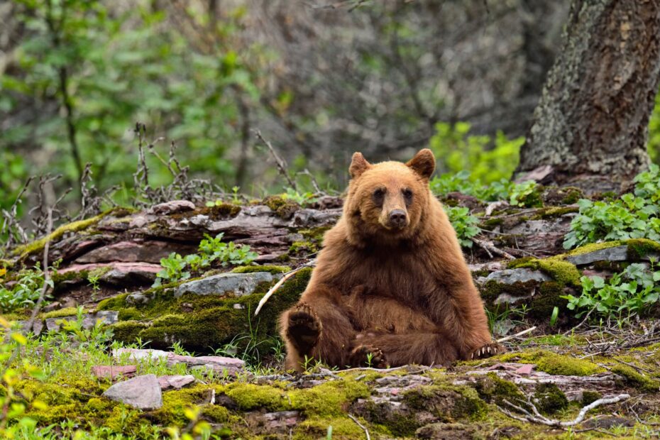 What Should You Do When The Bear Is Cinnamon The New York Times